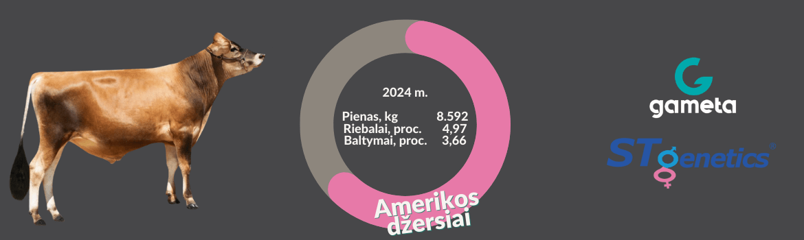 Amerikos džersiai 