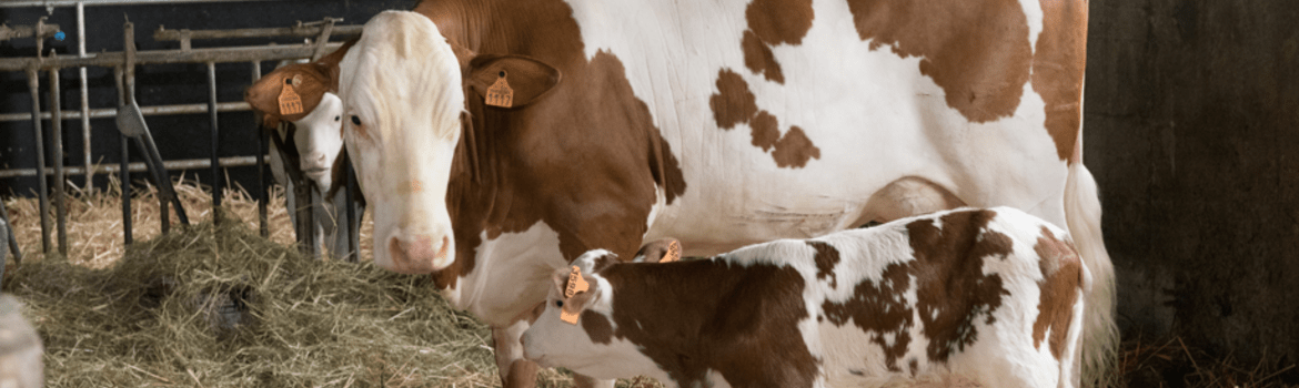 Montbeliarde veislė, kuri jungia tradicijas su pažangiu ūkininkavimu