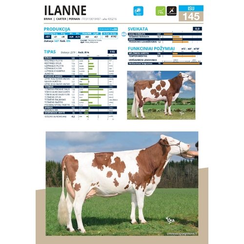 Ilanne 