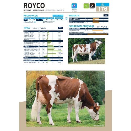 Royco sex