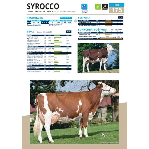 Syrocco sex