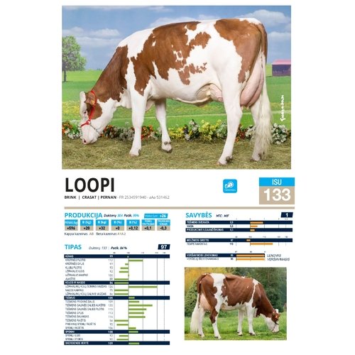 Loopi  1