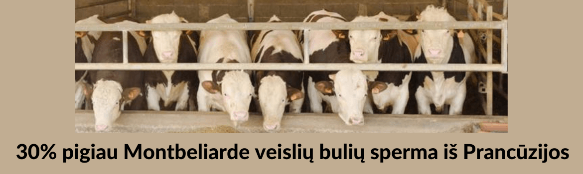Montbeliarde veislės bulių spermos iš Prancūzijos tiesiai iš gamintojo sandėlio