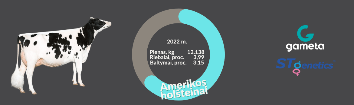 Amerikos holšteinai