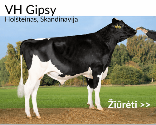 VH Gipsy