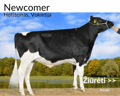 Newcomer
