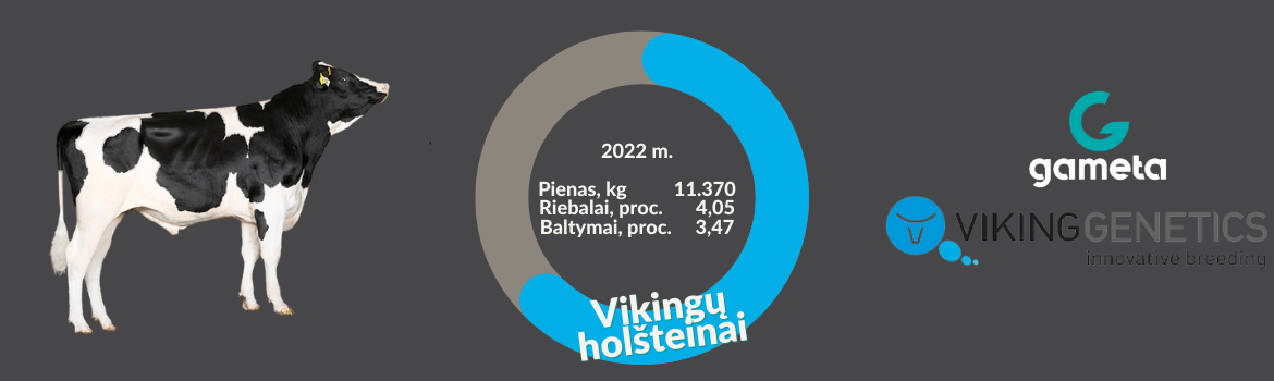 Vikingų holšteinai (VikingGenetics)