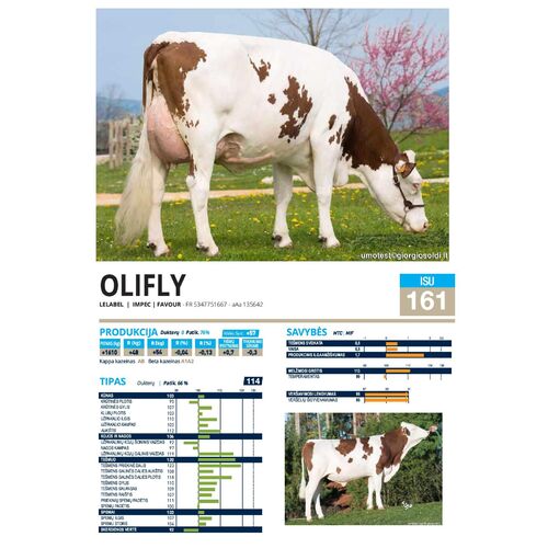 Olifly