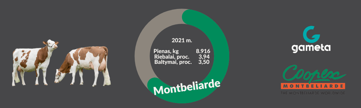 Montbeliarde veislė