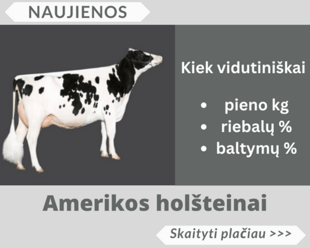 Amerikos holšteinai