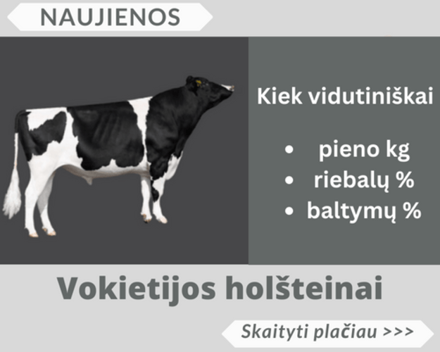 Vokietijos holšteinai