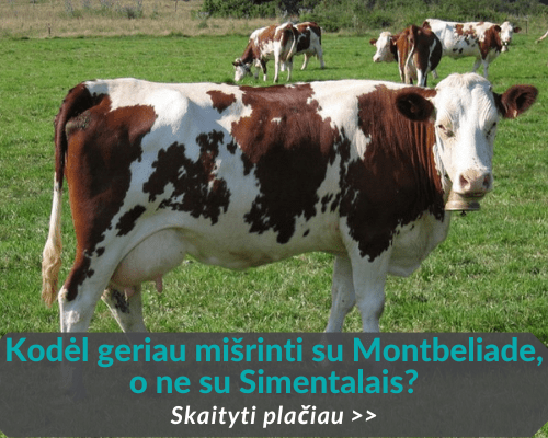 Kodėl geriau mišrinti su Montbeliarde