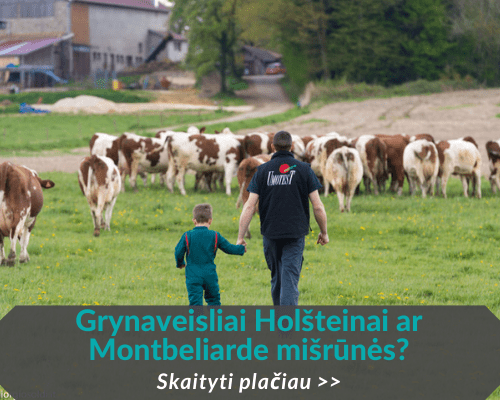 Grynaveisliai Holšteinai ar Montbeliarde