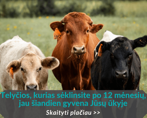 Telyčios, kurias sėklinsite